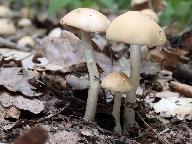 Psathyrella candolleana 