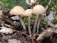 Psathyrella candolleana