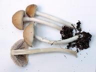 Psathyrella candolleana