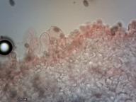 pleurocystidy?