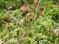 Mycena sanguinolenta 