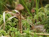 Mycena sanguinolenta 