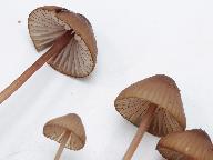 Mycena sanguinolenta 