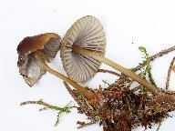 Mycena viridimarginata