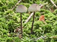 Mycena galopus var. galopus 