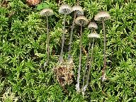 Mycena galopus var. galopus 