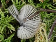 Mycena galopus var. galopus 