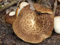Polyporus tuberaster