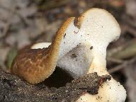 Polyporus tuberaster