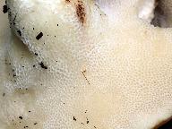 Polyporus tuberaster