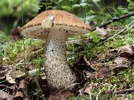 Leccinum scabrum