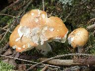 Russula decolorans 