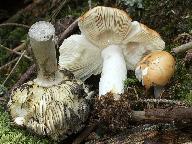 Russula decolorans 