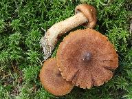 Cortinarius rubellus