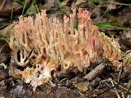 Ramaria subbotrytis 