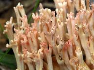 Ramaria subbotrytis 