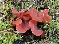 Guepinia helvelloides 