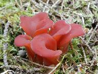 Guepinia helvelloides 