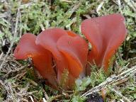 Guepinia helvelloides 