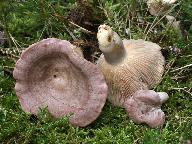 Lactarius flexuosus 