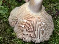 Lactarius flexuosus