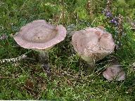 Lactarius flexuosus