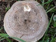 Lactarius flexuosus