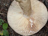 Lactarius flexuosus