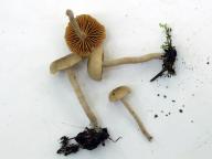 foto Karel Tejkal