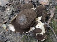 Geastrum melanocephalum