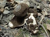 Geastrum melanocephalum 