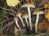 Inocybe curvipes 