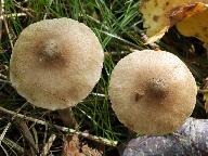 Inocybe curvipes