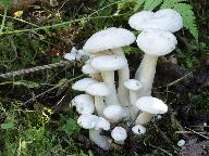 Leucocybe connata 