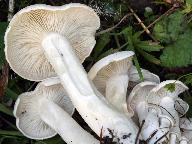 Leucocybe connata 