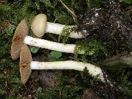 Cortinarius delibutus 