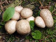 Lycoperdon pyriforme 
