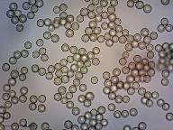 Lycoperdon pyriforme 