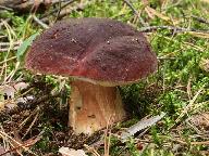 Boletus pinophilus