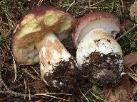 Boletus pinophilus