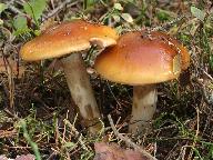 Cortinarius mucosus 