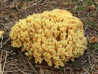 Ramaria safraniolens 