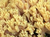 Ramaria safraniolens 