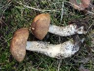 Leccinum scabrum