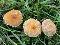 Cystoderma amianthinum