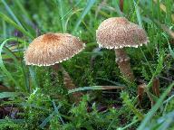 Cystoderma amianthinum 