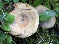 Lactarius pyrogalus 