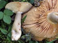 Lactarius pyrogalus