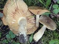 Lactarius pyrogalus