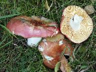 Russula intermedia 